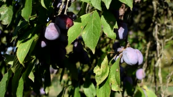 Szilva érett gyümölcsökkel ősszel a kertben. — Stock videók