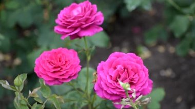 Mor güller çiçek bahçesinde açar..