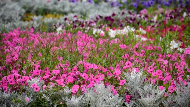 Petunia. Bellissimo giardino fiorito con fiori luminosi. — Video Stock