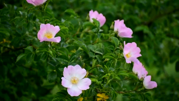 Rosa canina fiorisce Bellissimi fiori delicati su rami spinosi. — Video Stock
