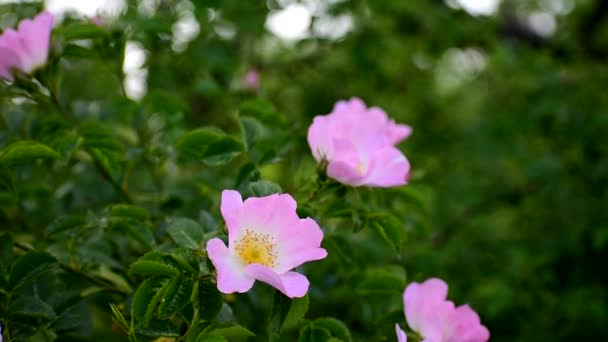 Rosa mosqueta florece hermosas flores delicadas en ramas espinosas. — Vídeos de Stock