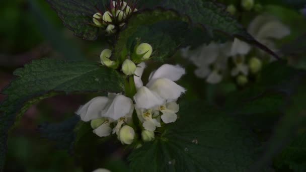 Deaf nettle flower medicinal plant flowers near. — Stock Video