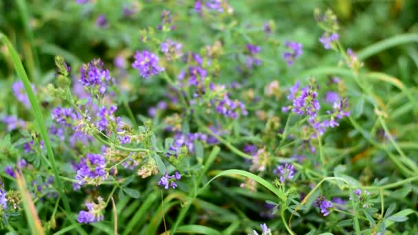Niebieskie kwiaty, łodygi i liście cennych roślin pastewnych lucerny — Wideo stockowe