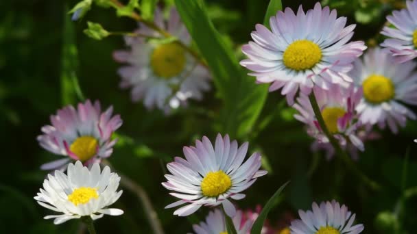 Little beautiful daisies Chamomiles. summer under the sun. Medicinal plant. — Stock Video