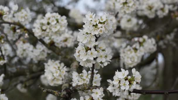 Weiße Frühlingskirschblüte. Frühlingszeit. Zeitlupe Full HD. — Stockvideo