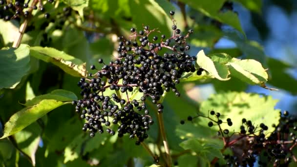 Clusters fruit black elderberry in garden. elder, black elder. — Stock Video