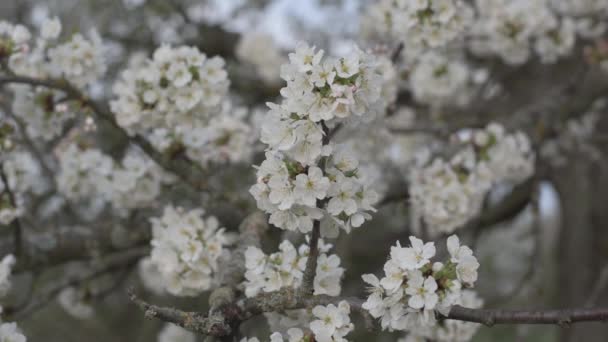 Biała wiśnia kwitnie. Wiosna. zwolnione tempo Full HD. — Wideo stockowe