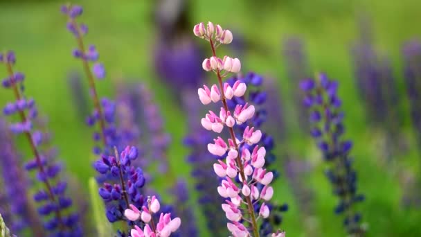 Lupine color. Beautiful wild flowers in nature. — Stock Video