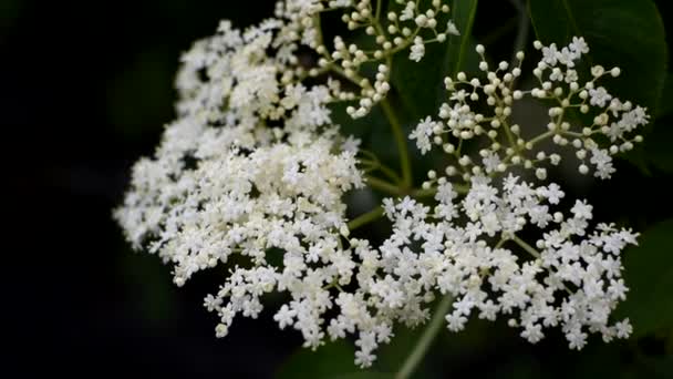 Plantă medicinală Fundal de primăvară. Culoare Elderberry . — Videoclip de stoc