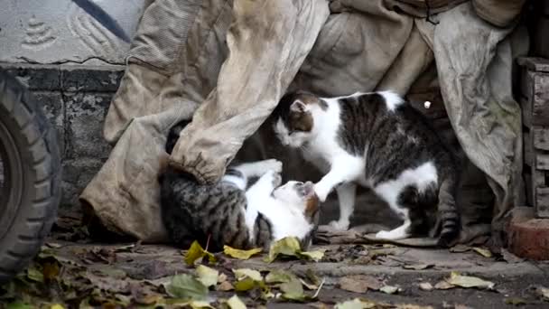 Kitty mamá juega con sus gatitos. — Vídeo de stock