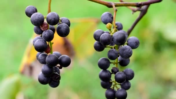 As uvas azuis estão maduras. Cultivo e colheita de uvas. — Vídeo de Stock