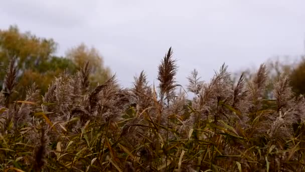 Les roseaux poussent dans la vallée. Le vent secoue les roseaux. Fond d'automne — Video