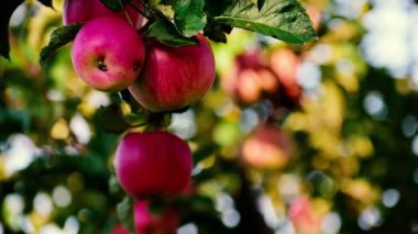 Ağaçtaki kırmızı elmalar.