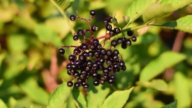 Olgun Kara Mürver Çalı Tutun.