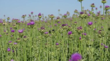 Süt devedikeni tarlada yetişiyor. mavi gökyüzü.