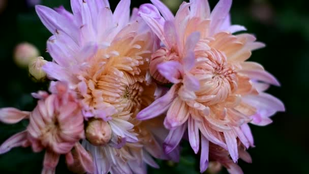 Vackra höstblommor blommar. Droppar höstregn på kronbladen. — Stockvideo