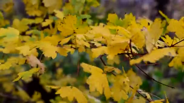 Желтые осенние листья раскачиваются на ветру. — стоковое видео