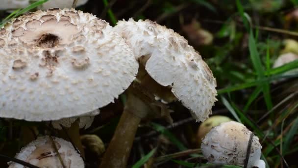Cogumelos venenosos são semelhantes aos comestíveis. — Vídeo de Stock