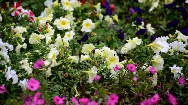 ปีทูเนีย สวนดอกไม้ที่สวยงามด้วยดอกไม้สดใส . — วีดีโอสต็อก