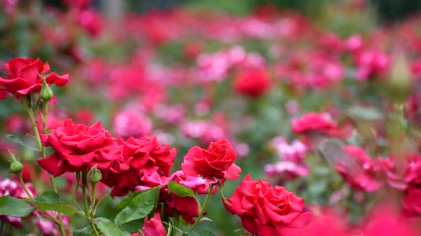 Les roses rouges se rapprochent. très belles fleurs d'été. — Video