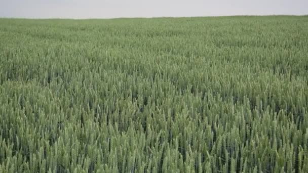 Krajobraz zielone pole pszenicy lato tło. — Wideo stockowe
