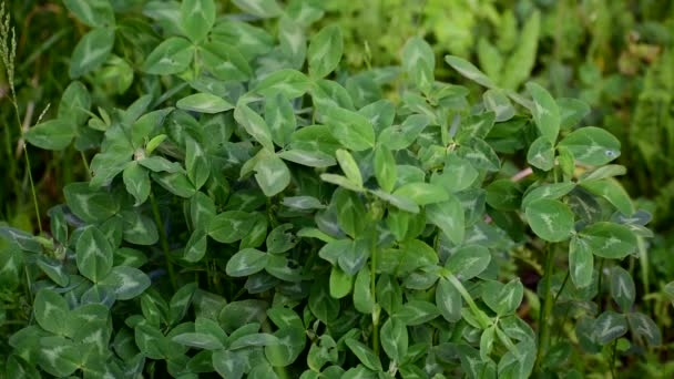 Kulyushina groeit in het veld. Groene bladeren. diervoeders. — Stockvideo