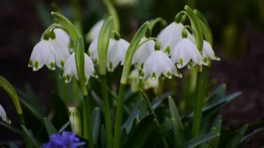 İlk bahar çiçekleri kardamlalarıdır. İlkbahar. Güneşli bir günde.