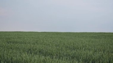 Çevre yeşili buğday tarlası yaz arkaplanı.