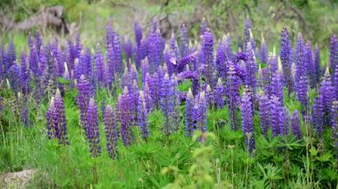 Lupine rengi. Doğadaki güzel yabani çiçekler. B