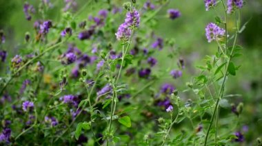 Alfalfa tarlada çiçek açtı..