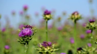 Süt devedikeni tarlada yetişiyor. mavi gökyüzü.