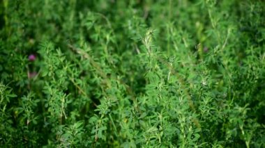 Alfalfa tarlası. Alfalfa rüzgarda sallanıyor.