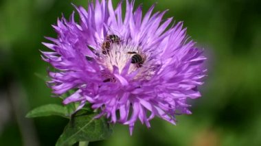 Bir arı büyük mor bir çiçekte bal nektarı toplar..