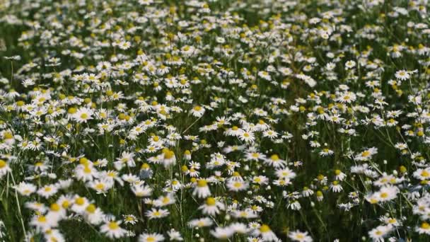 Veel witte madeliefjes bloeien in het veld. prachtige natuur. — Stockvideo