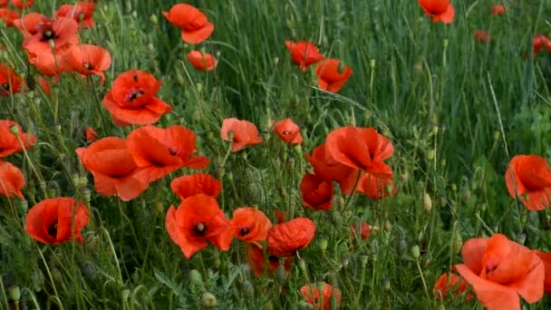 Muchas amapolas hermosas florecen en el parque. — Vídeo de stock