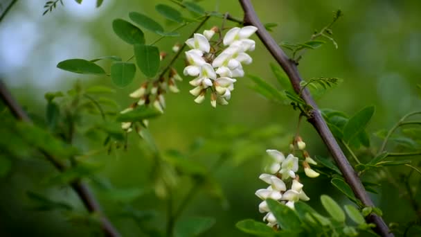 Witte acacia bloem op een groene boom in de zomer. — Stockvideo