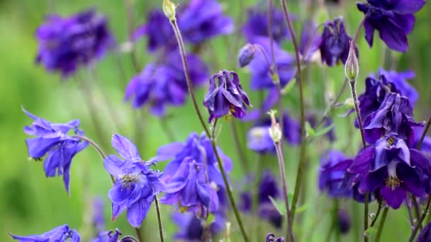 Синие колокола цветут очень красиво летом.. — стоковое видео