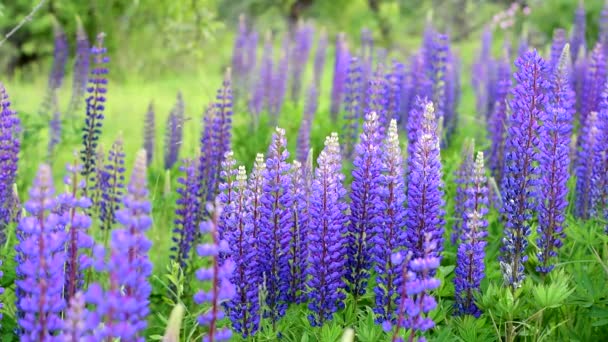 Muitas flores de flor lupine azul lindamente no verão no campo. — Vídeo de Stock