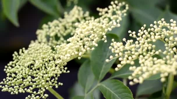 Planta medicinal Fundo de primavera. Cor de sabugueiro. — Vídeo de Stock