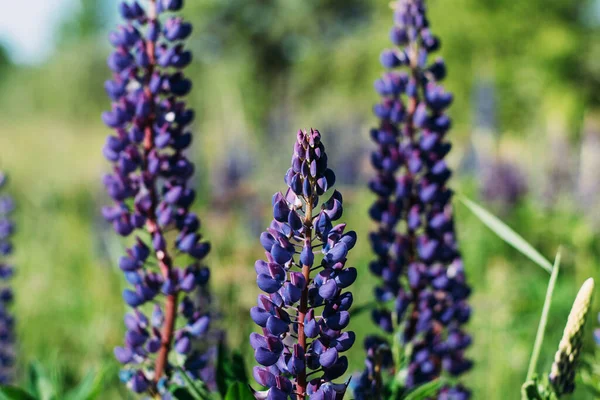 Lupine blooms in the field in sunny weather. Beautiful flowers.