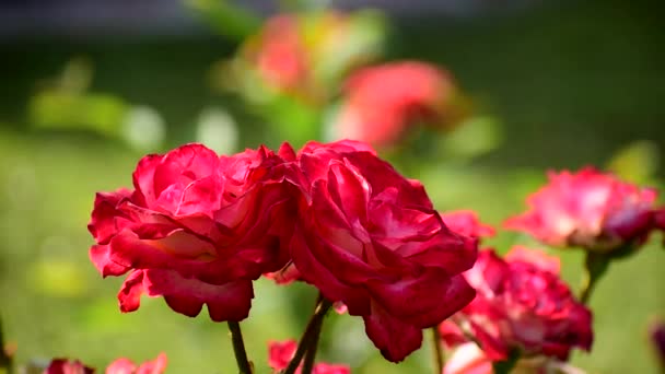 Röda rosor blommar i blomsterträdgården. — Stockvideo