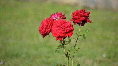 Yeşil arka planda dört kırmızı gül.