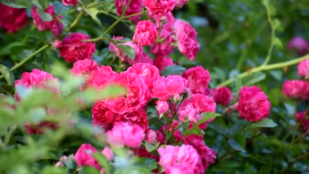 Krzew czerwonych róż. Kwitnie latem.. — Wideo stockowe