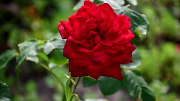 Bellissimi fiori che ondeggiano nel vento. Sfondo naturale di fiori. floristica moderna. — Video Stock