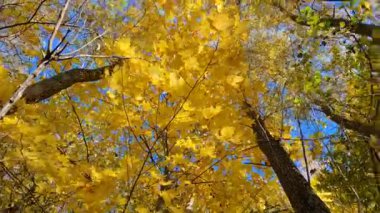 Sonbahar ormanlarında güneş ışığıyla aydınlatılan parlak sarı akçaağaç yapraklarının güzel manzarası, derin mavi gökyüzü ile çelişiyor ve sıcak mevsimsel bir atmosfer yaratıyor..