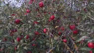 Yoğun bir elma ağacı yoğunluğu koyu yeşil ve yosun kaplı dallar arasında sayısız olgunlaşmış, parlak kırmızı elmalarla dolu. Bu da bir meyve bahçesinde başarılı bir sonbahar hasadının sinyalidir..