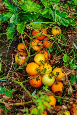 Olgunlaşan ve çürüyen sarı ve turuncu domateslerin yakın planda olduğu, bitkiye bağlı olduğu, bir ev bahçesinde çürüme, çürüme ya da mantar hastalığı belirtileri gösteren..