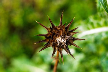 Keskin doğal dokuları olan, botanik yapısını ve detaylarını vurgulayan, yeşil arka planda izole edilmiş, dikenli bir devedikenli başlığın yakın plan görüntüsü..