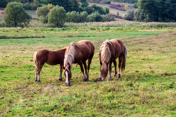 Tres caballos en el verde valle pasetsya —  Fotos de Stock