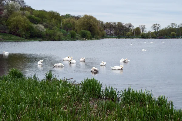 Staya witte vogels zwanen. — Stockfoto